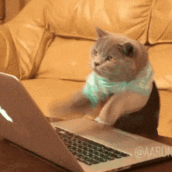 Cat typing on a computer